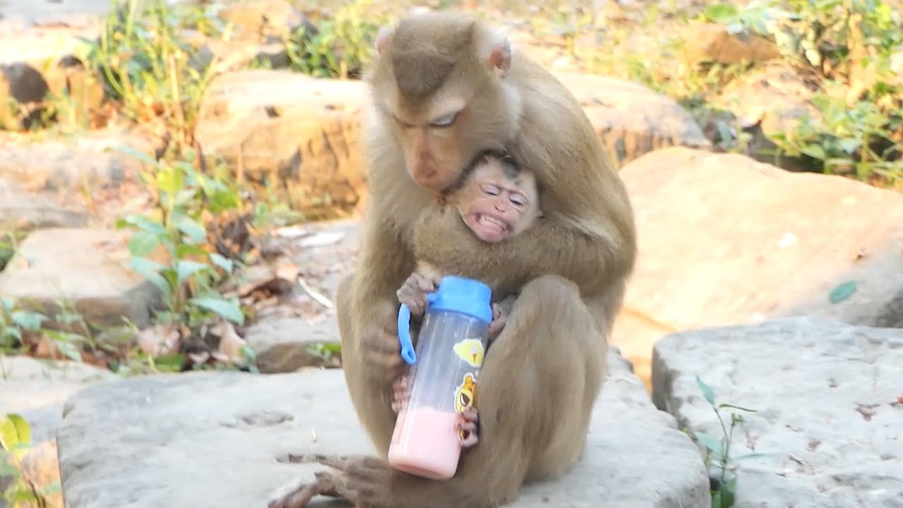 Mom Luna's Take care and Grooming to Royston Or Want to Ki-dn-ape-r him While He was drinking milk