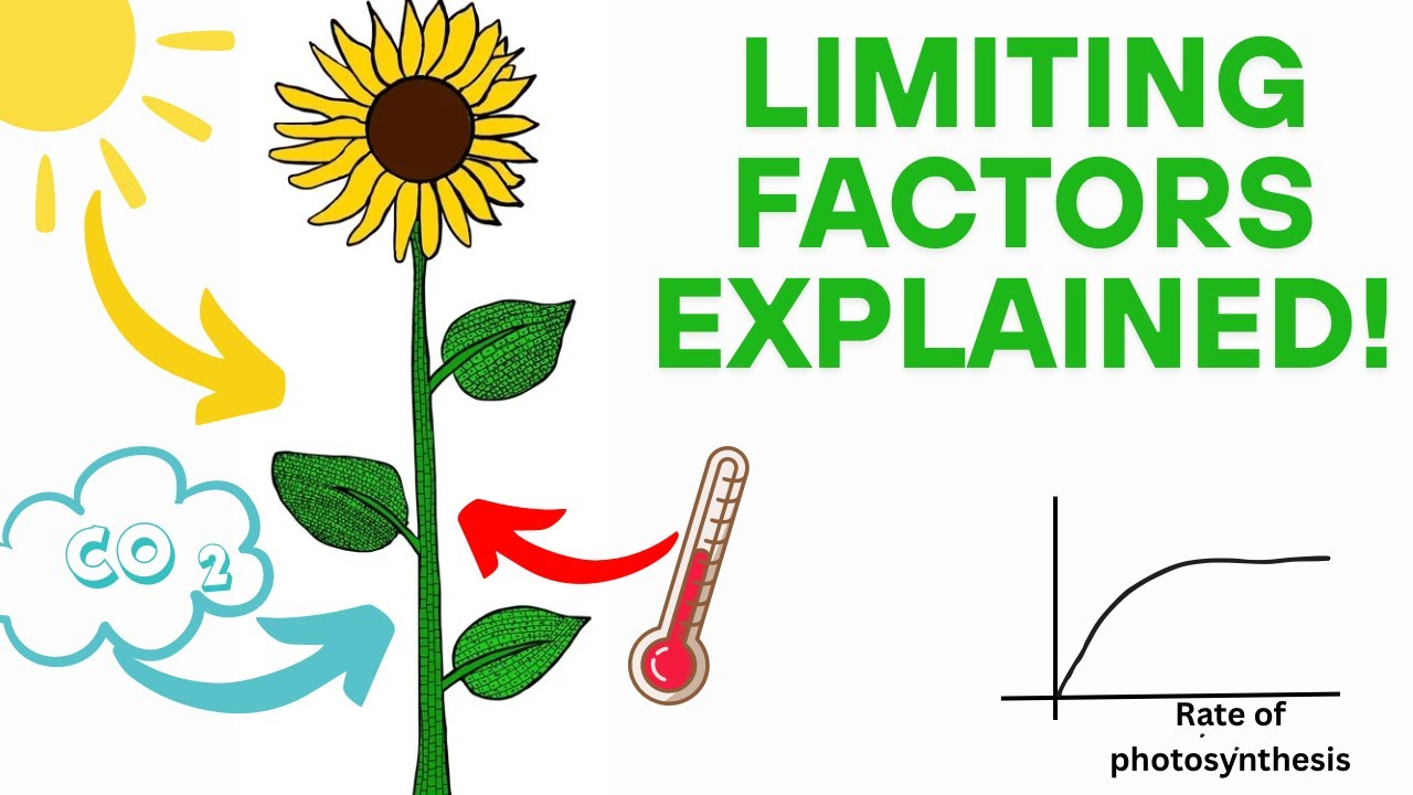 How to answer exam questions about Photosynthesis & Limiting Factors | GCSE Biology