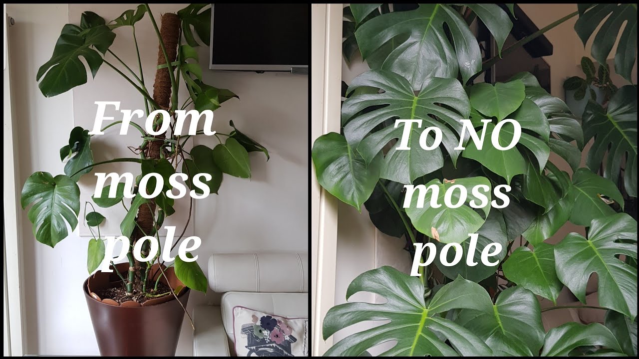 How to Grow Monstera Vertically with NO Moss Pole!