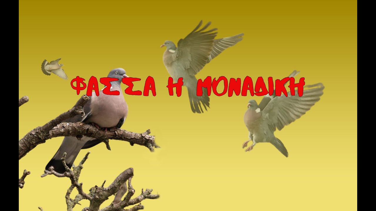 ΦΑΣΣΑ Η ΜΟΝΑΔΙΚΗ