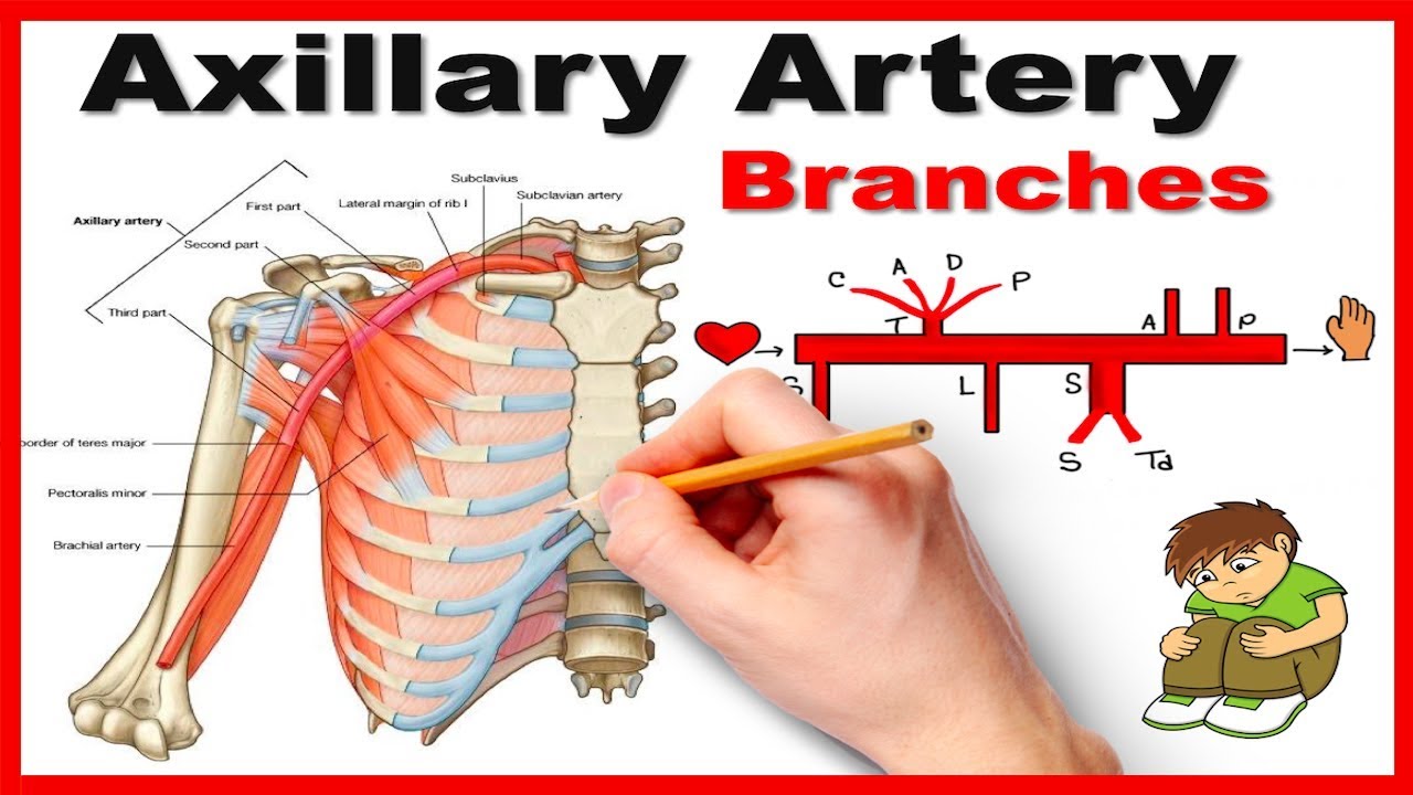 Axillary Artery Branches: Mnemonic series # 12