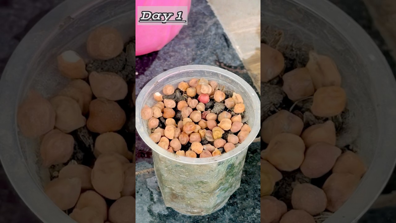 Chickpeas Timelapse 🌱||#garden #plants #gardening #microgreens #shorts #new #trending