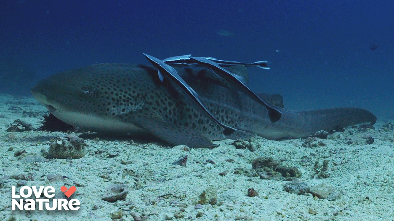 Nocturnal Carnivores Are Epic | Arabian Seas 101