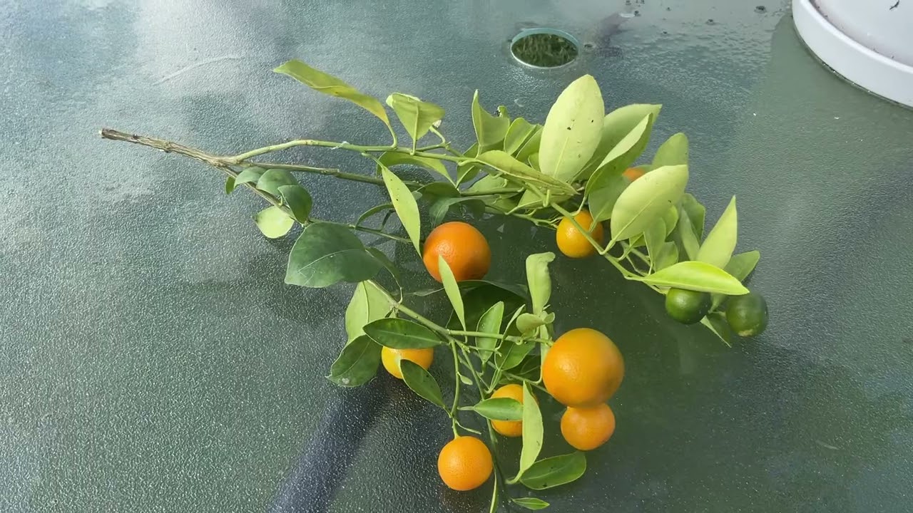 Цитрус. Мандарин Каламондин. Citrus. Calamondin