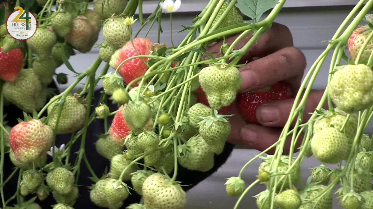 Meet Annabel, fruit farmer from Makins Farm