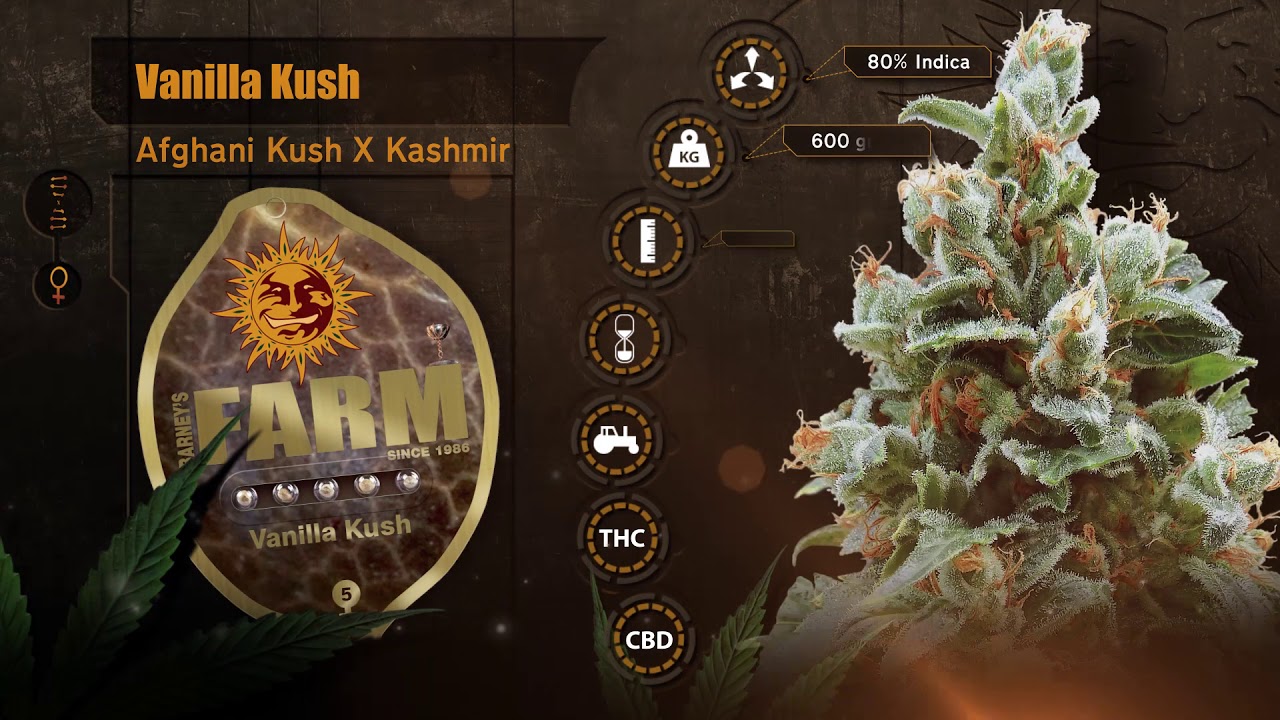Barneys Farm Vanilla Kush