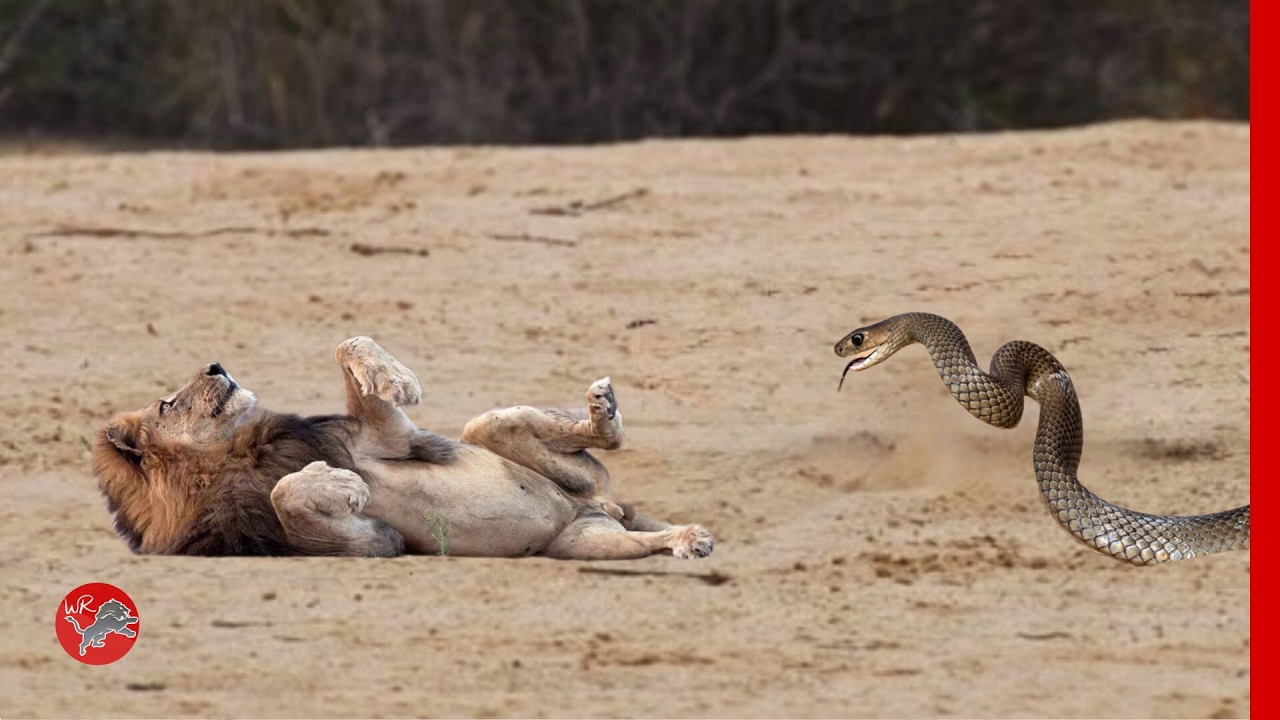 Proud Lion vs Black Mamba bite... Dead in seconds!