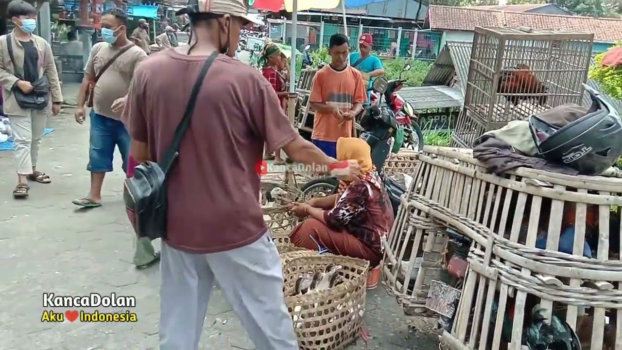 Pasar Ayam Kampung Terbesar di Muntilan Magelang