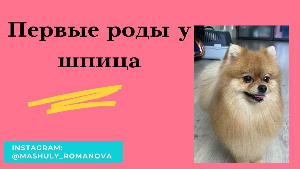 Роды у шпица. Как подготовиться к родам