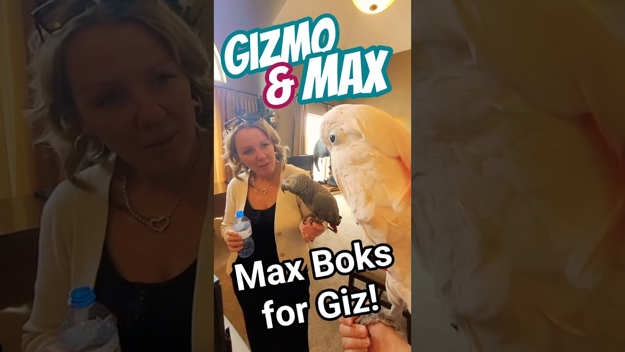 I taught Gizmo the way of the cluckatoo at a seniors home visit. #Bokbok #gizmothegreybird #gizmo