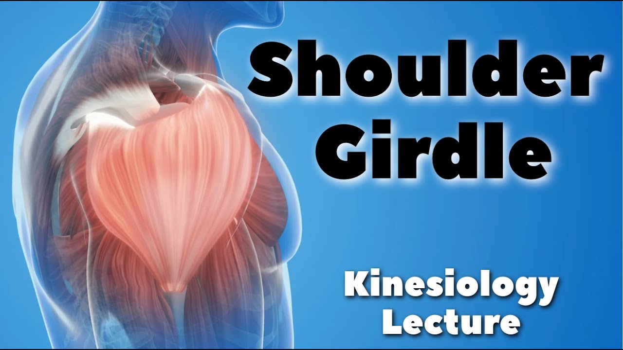 Kinesiology: Shoulder Girdle