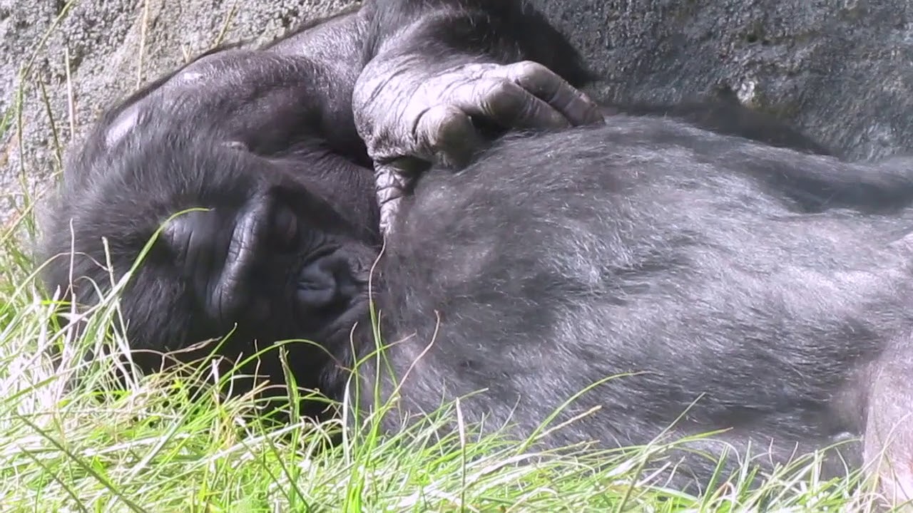 Bonobo Observation Video