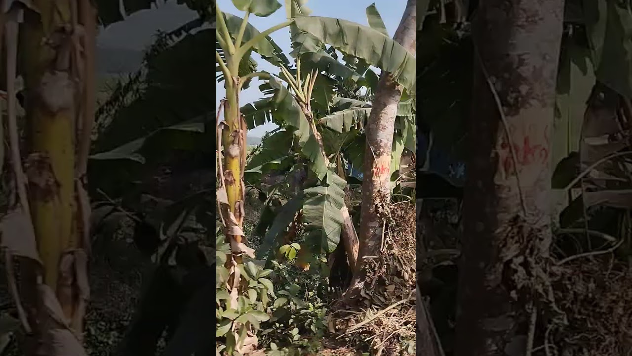 ছোট খাল এর পাড় ঘেঁষে চমৎকার এক রাস্তা। খুবই দৃশ্যমান—শান্ত, নরম, গ্রামবাংলার গন্ধ আছে।#video #viral 