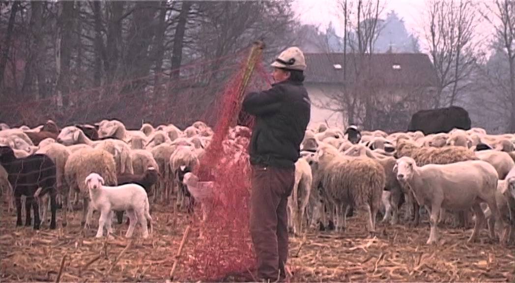 TRANSUMANZA 3 : Verso sera, pastori e pecore al Bassone
