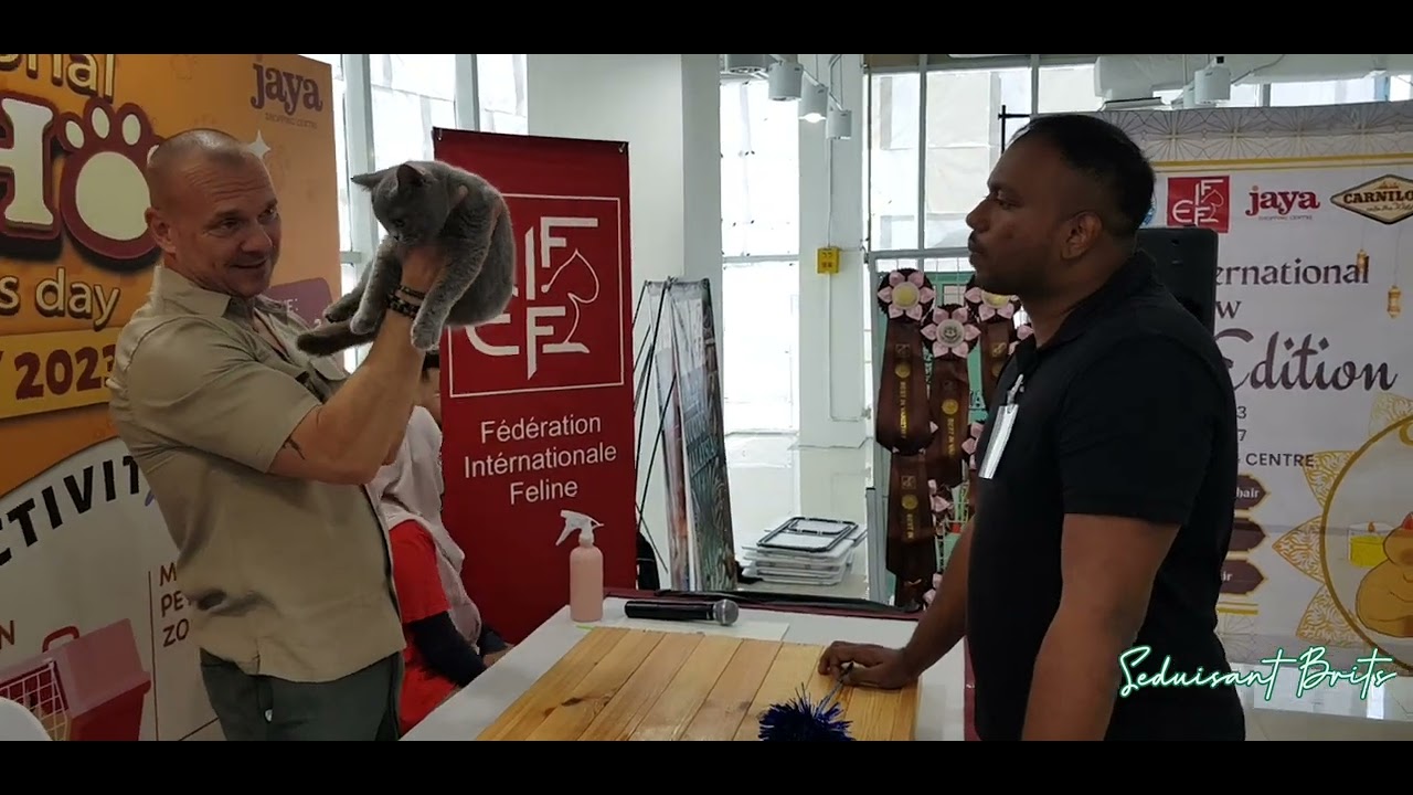 FIFE International Cat Show 20May2023 Part 1 Judging Session for Kassandra #cat