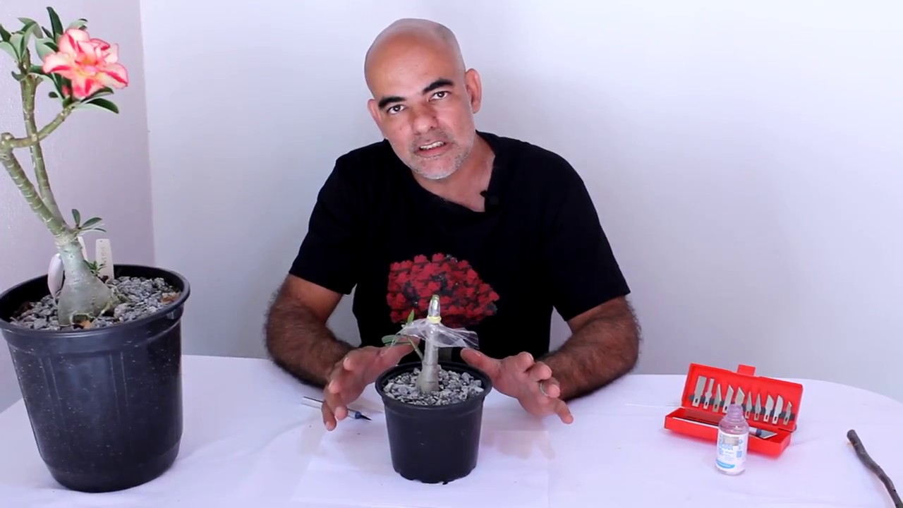 Como fazer enxerto, enxertia de PRESSÃO em Rosa do Deserto