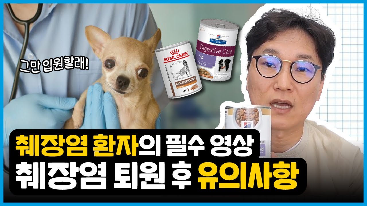 췌장염 퇴원 후 유의사항!🚨ㅣ일주일 동안 보호자의 역할ㅣ췌장염 사료 추천ㅣ토하면, 약을 다시 먹여야 할까요?🤷🏻‍♂️