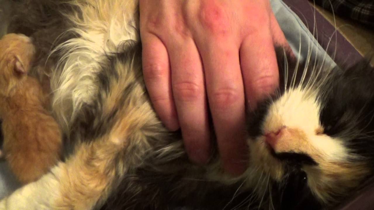 Cute Kittens Purring Part 2 ~ Foster Litter #8