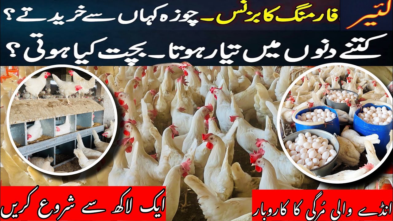 All information about layer farming | Eggs business | profit or loss| لئیر فارمنگ کے متعلق انفارمیشن