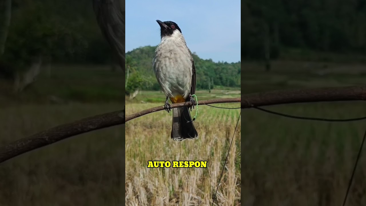 Suara Burung Kutilang Gacor Menekan Lawan,Burung Kutilang Lain Auto Respon