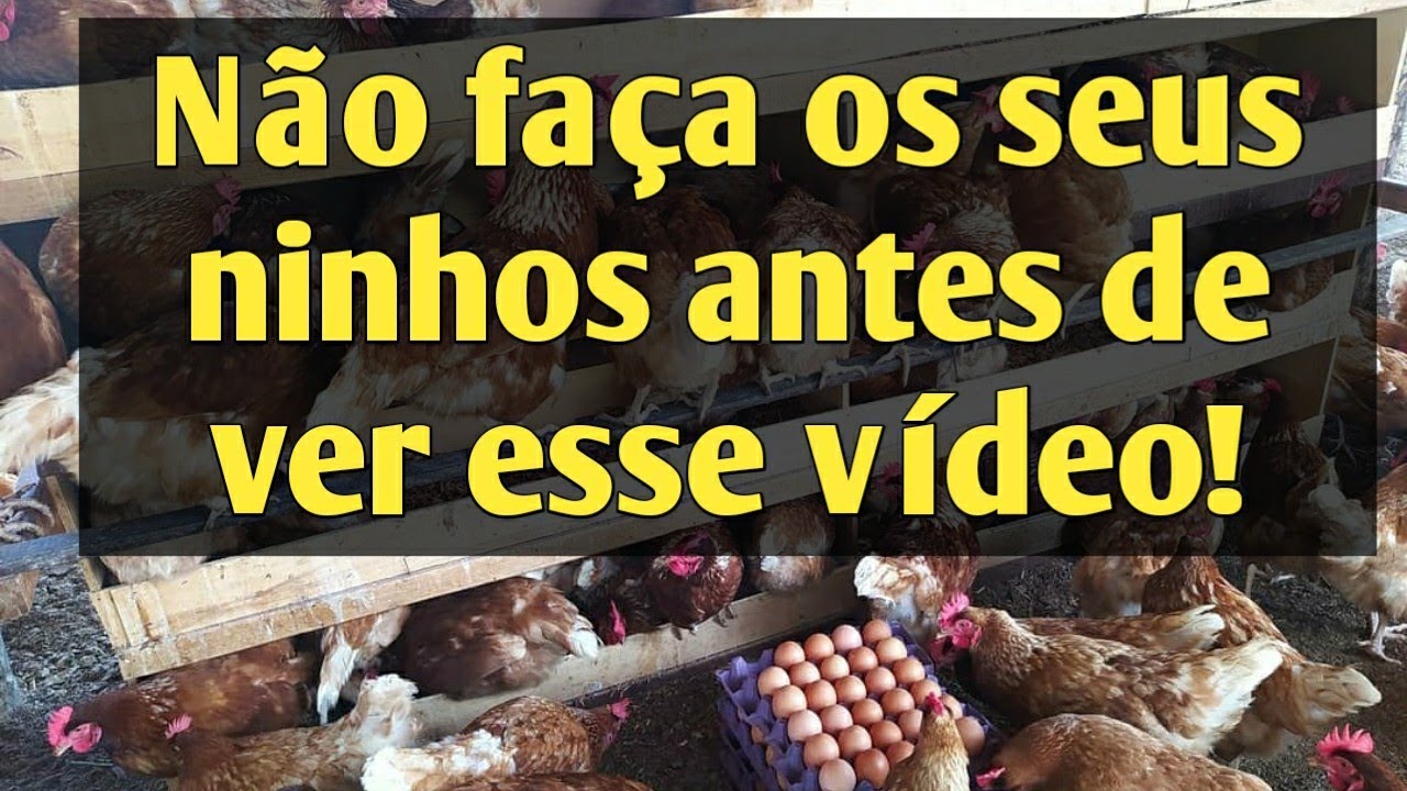 Veja Porque os Ninhos coletivos são mais eficaz.