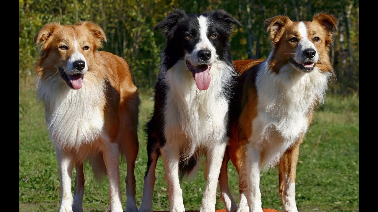 Ch&oacute; Border Collie - Ưu Điểm V&agrave; Nhược Điểm