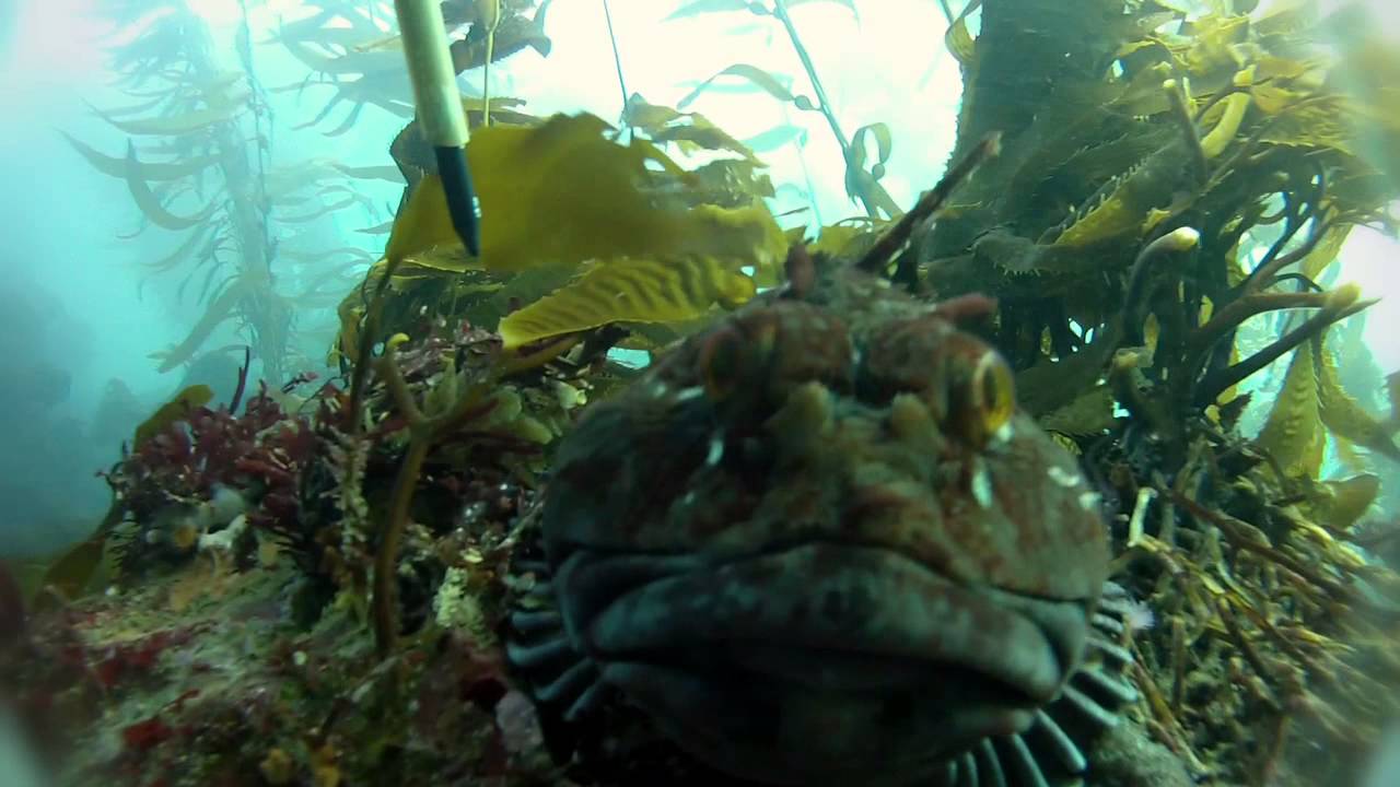 NAUTICA O2O: The Marine Science Institute Students
