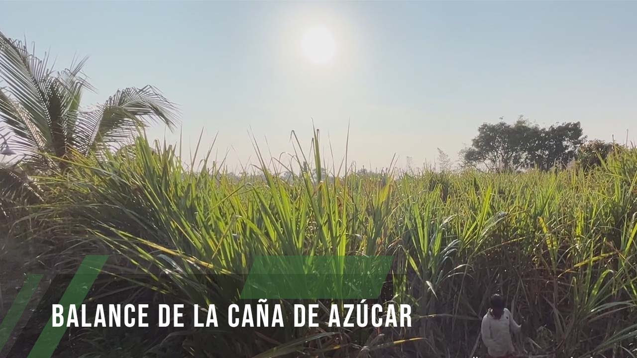 Balance de la caña de azúcar - TvAgro por Juan Gonzalo Angel Restrepo