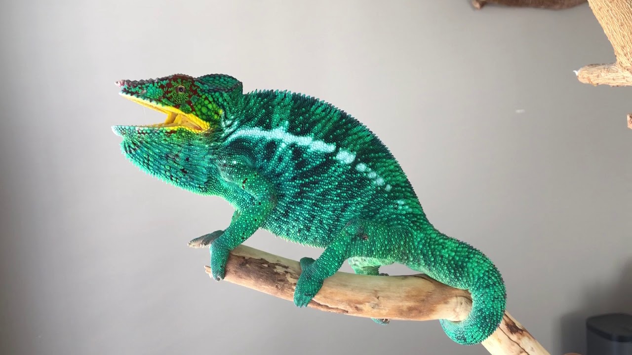 Nosy Be True Blue Panther Chameleon