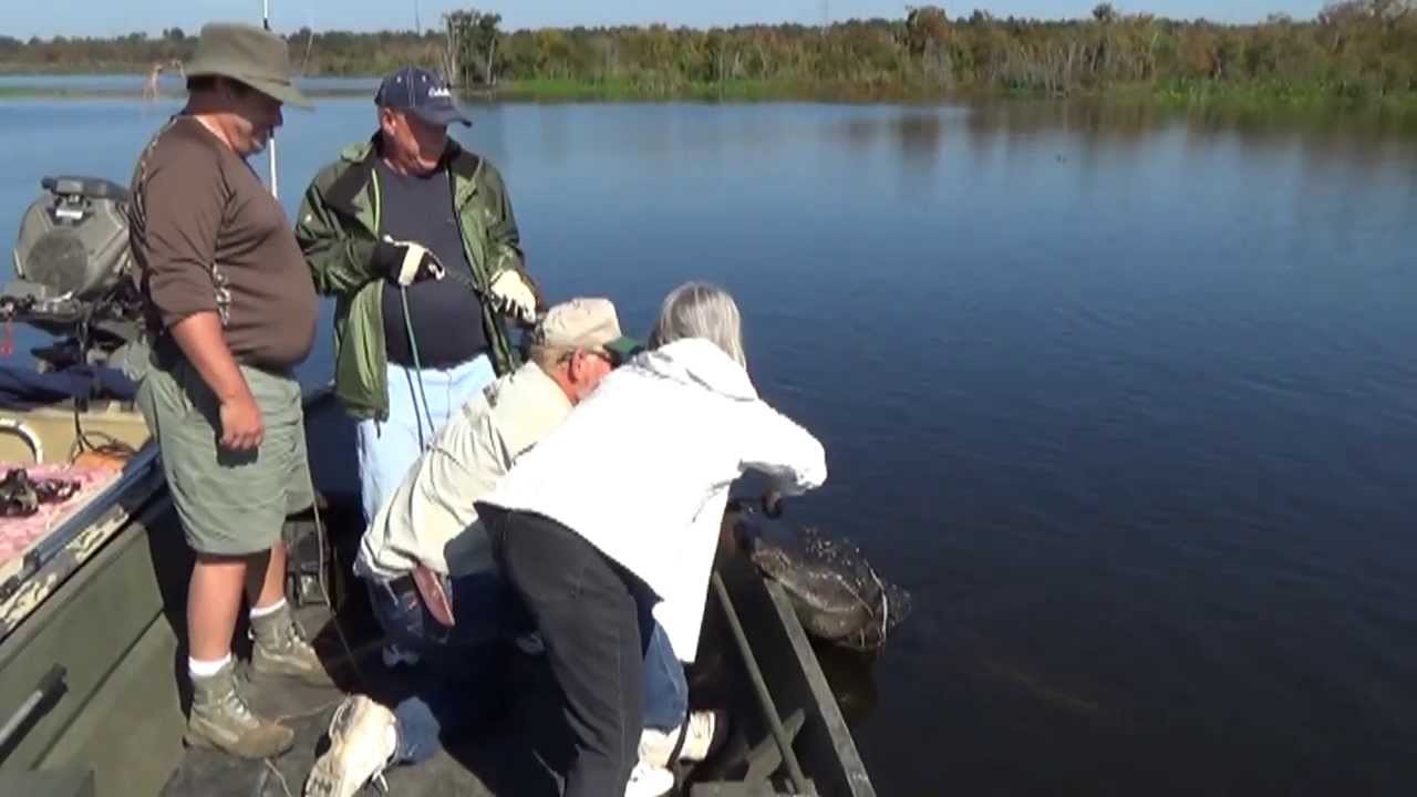 Alligator Hunt 2013 near Charleston SC