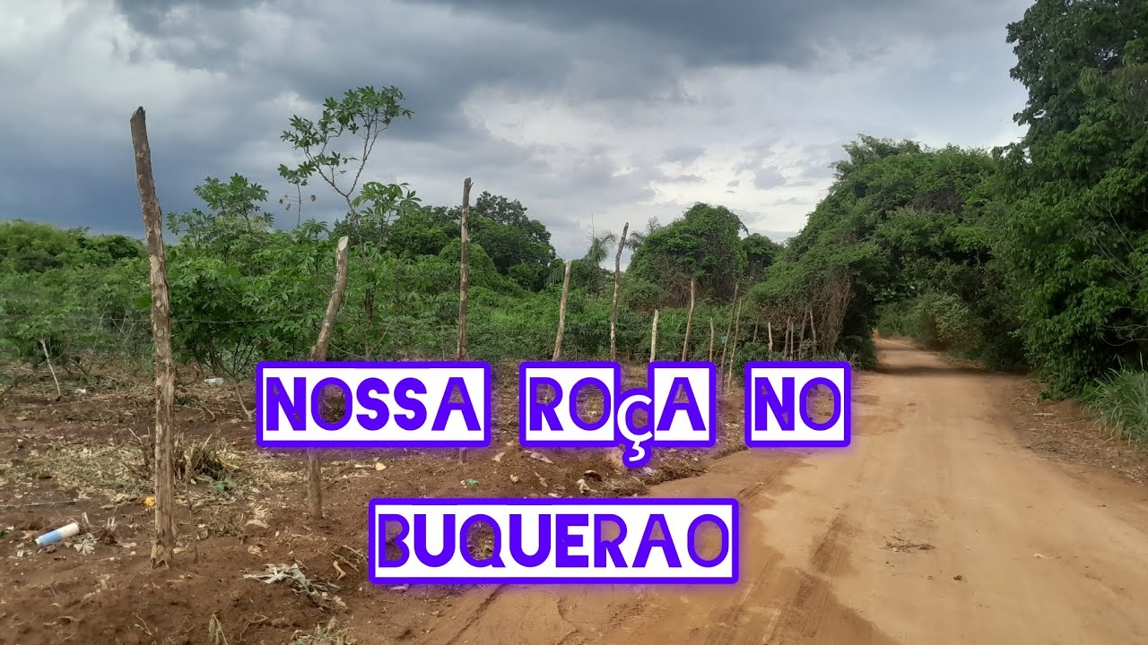 Nossa roça no sitio boqueirão Santana do cariri Ceará 