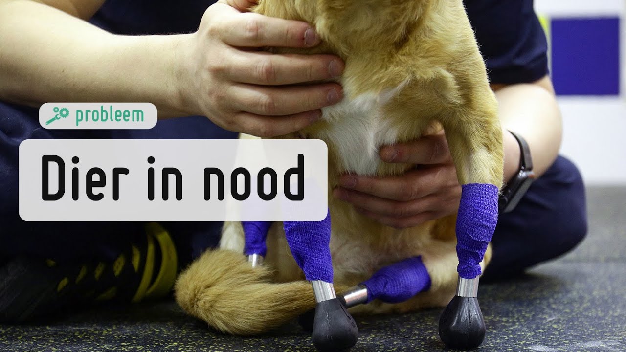 Duizenden euro's kwijt aan dierenkliniek voor zieke hond