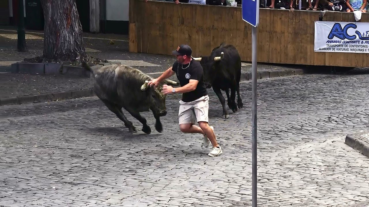 Sanjoaninas 2025 - Espera De Gado (Tradicional Largada Com 6 Touros) - Ganadaria ER - Ilha Terceira
