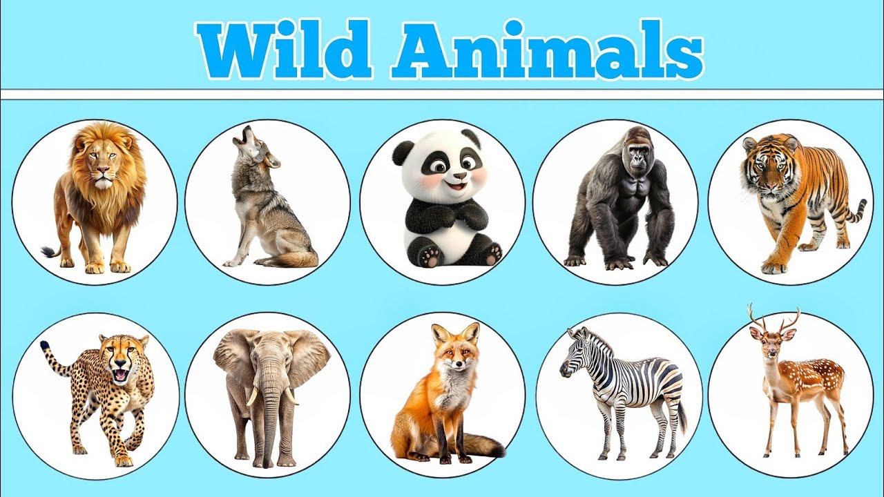 wild animals videos with sounds | forest wild animals videos | wild animals