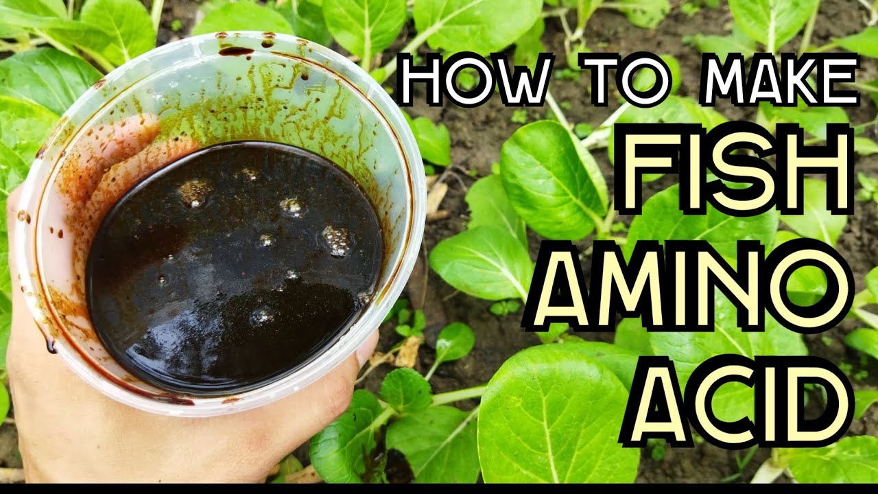 Paano gumawa ng FAA o Fish Amino Acid