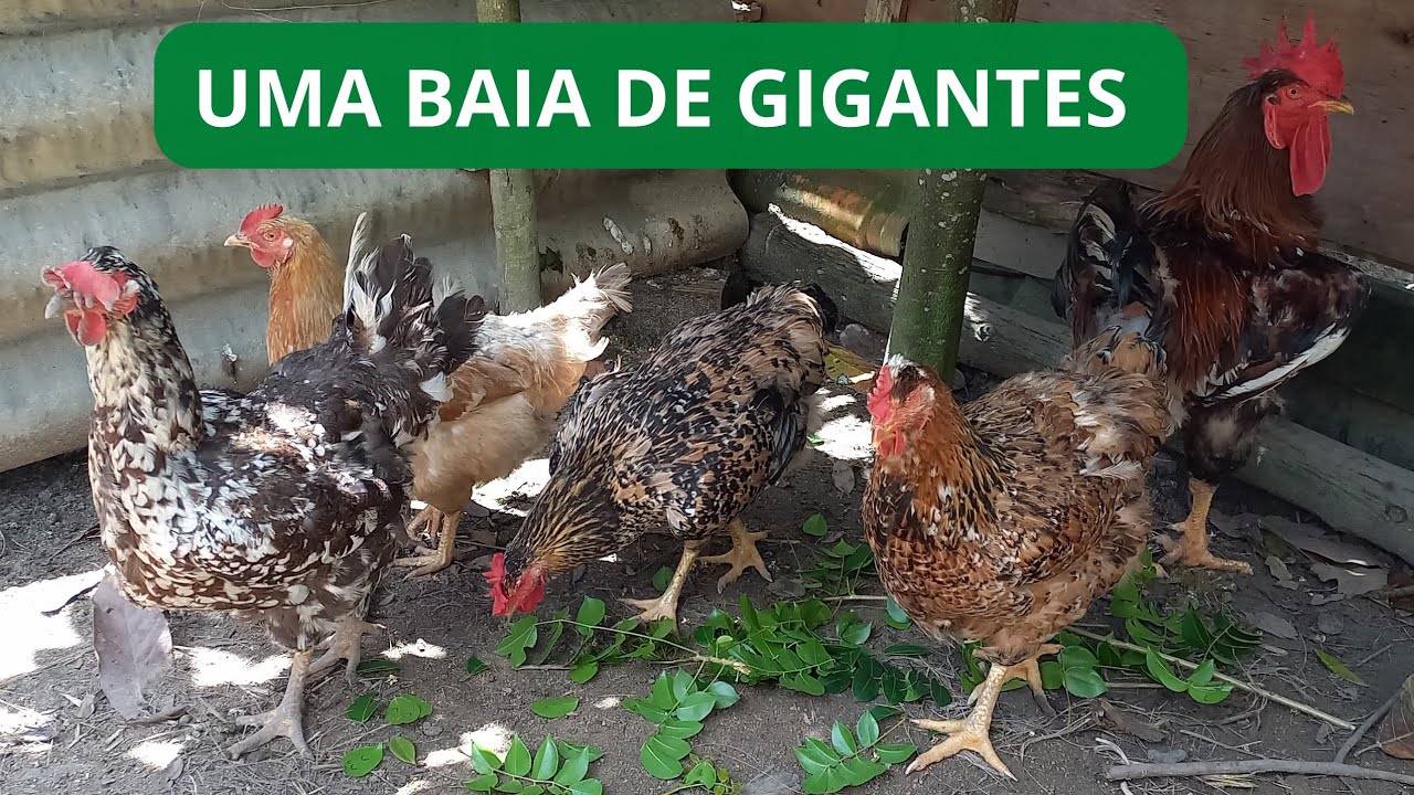 Formei uma baia que é a revolução na gsb galinha sertaneja balão 2023