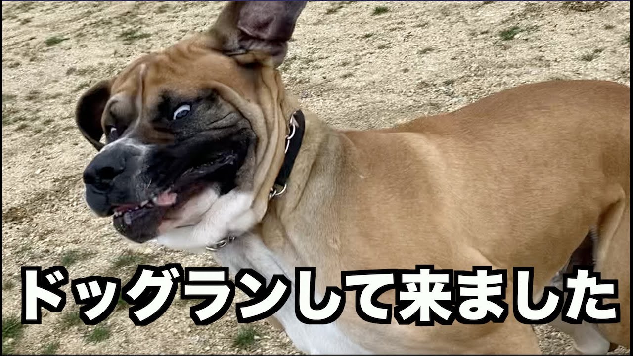 ロイ！ドッグランで自由を得た！