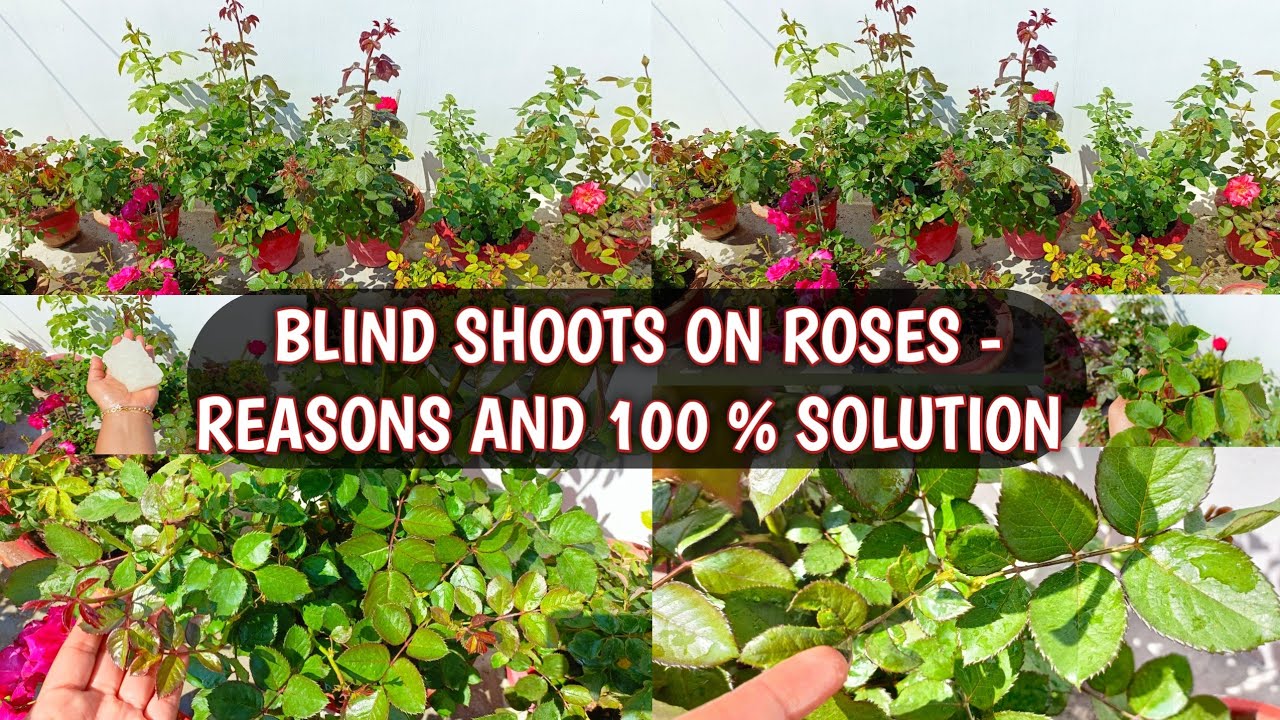 ARE YOU FACING BLIND SHOOTS 🌱PROBLEM ON ROSES ? | KNOW REASONS BEHIND BLIND SHOOTS AND 100% SOLUTION