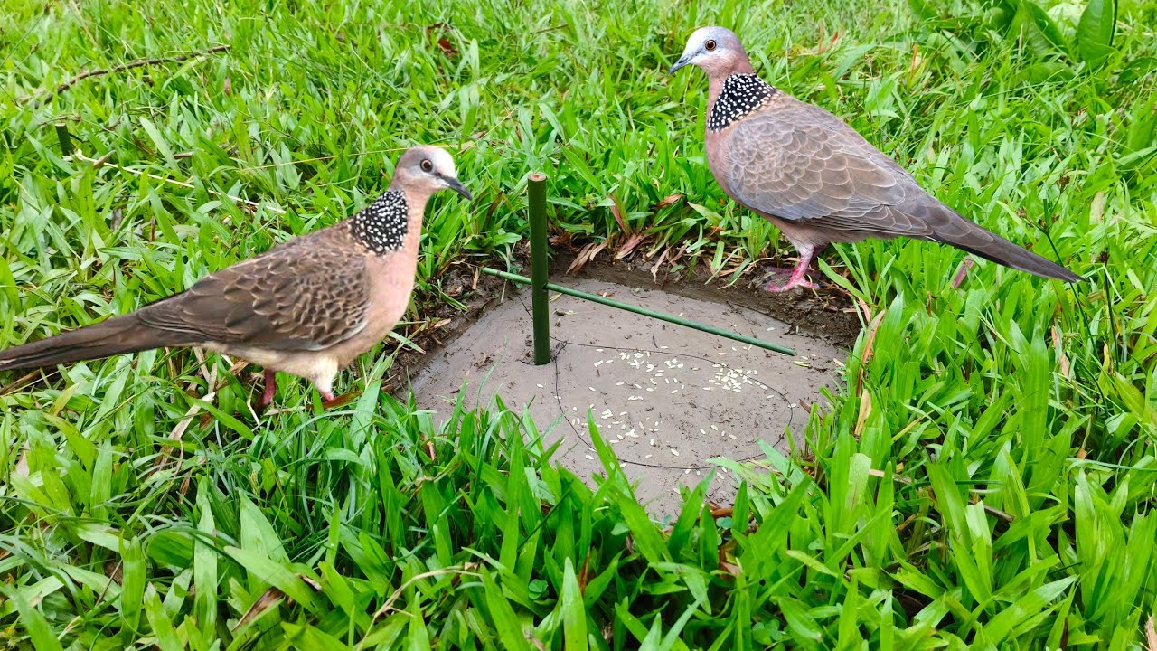 Natural bird trap shortcut #trap #birds 