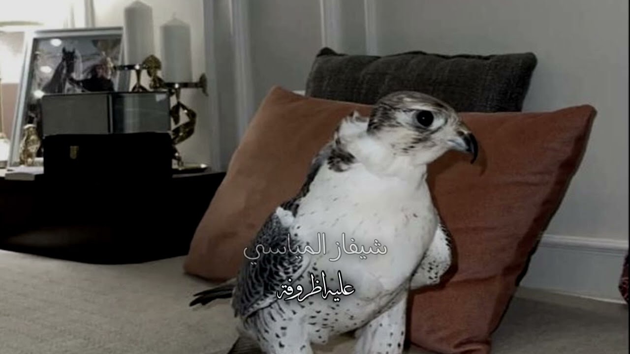 ماعزيز اطريله - مهدي بشير التمامي