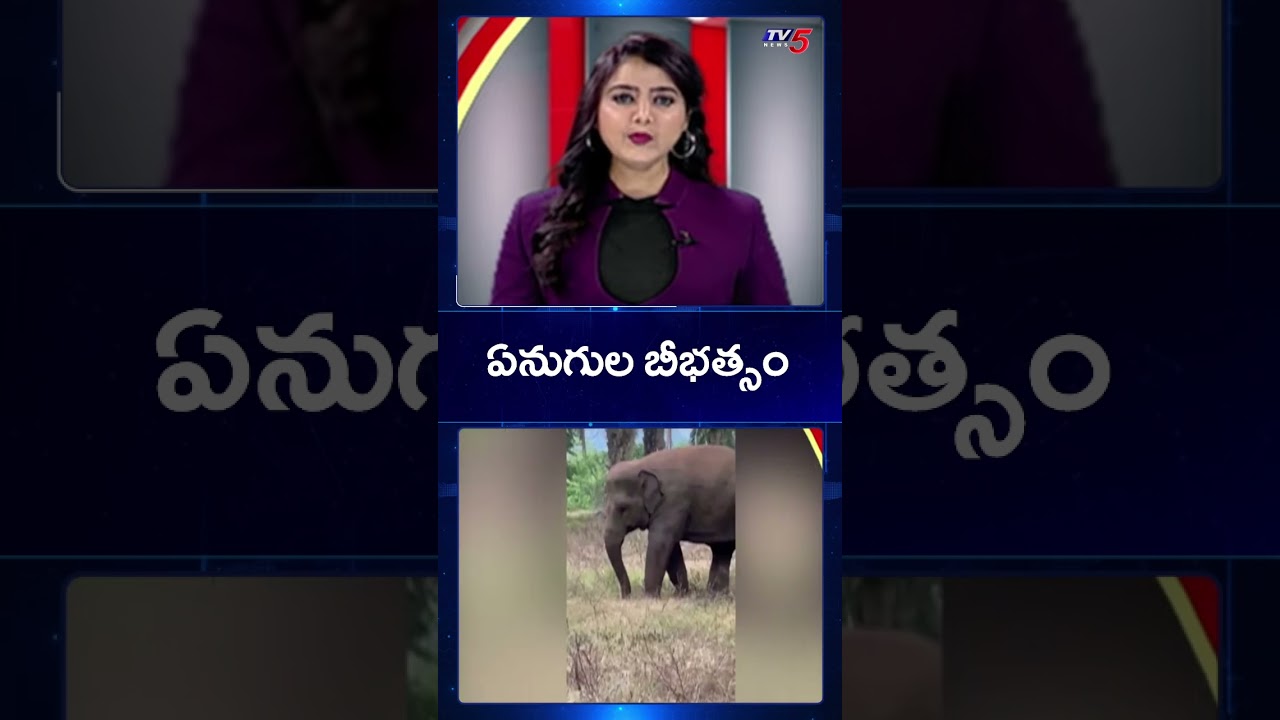 Wild Elephants Create Terror In Parvathipuram Manyam District | TV5 News