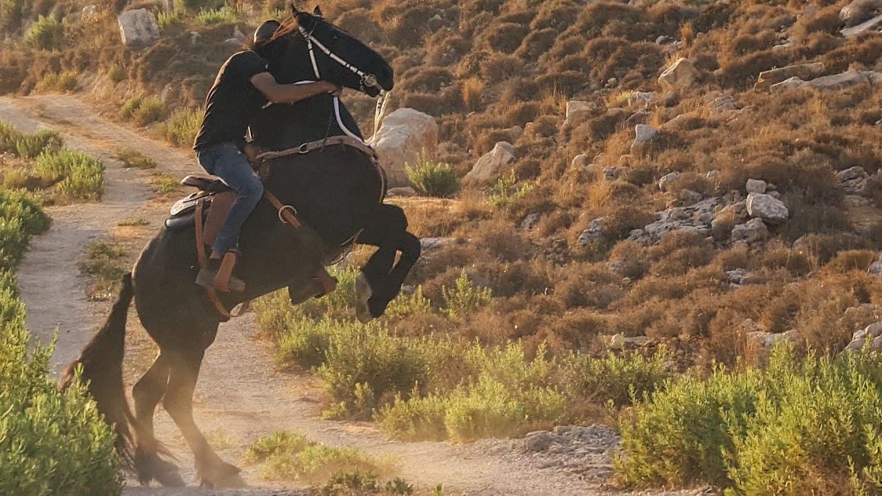 الحمام و العناية بالحصان الاسود #عربيد I ابراهيم العمواسي