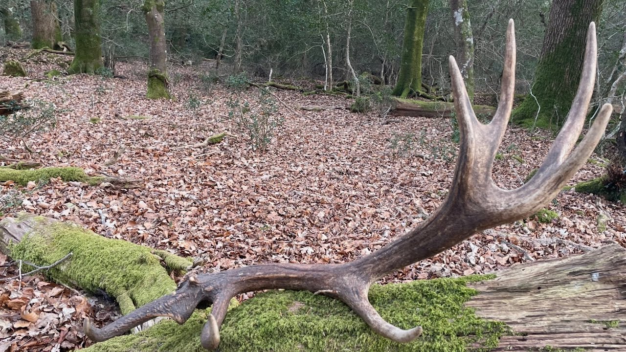 RED CAST ANTLER ( UK 2025 !!! ) ZRZUTY!!!