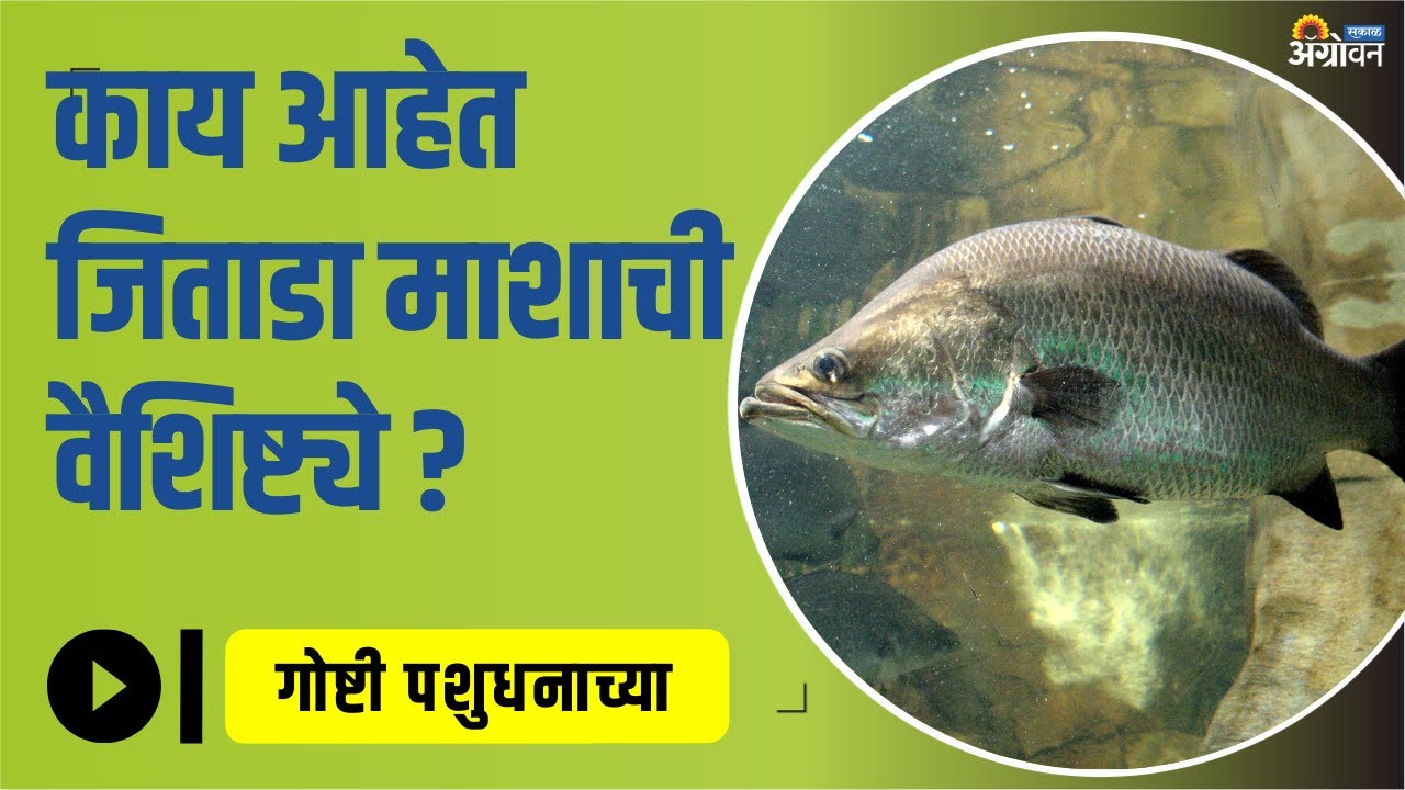 खाऱ्या पाण्यातील जिताडा मासा गोड्या पाण्यातही वाढतो! | Jitada Fish | Fish | ॲग्रोवन