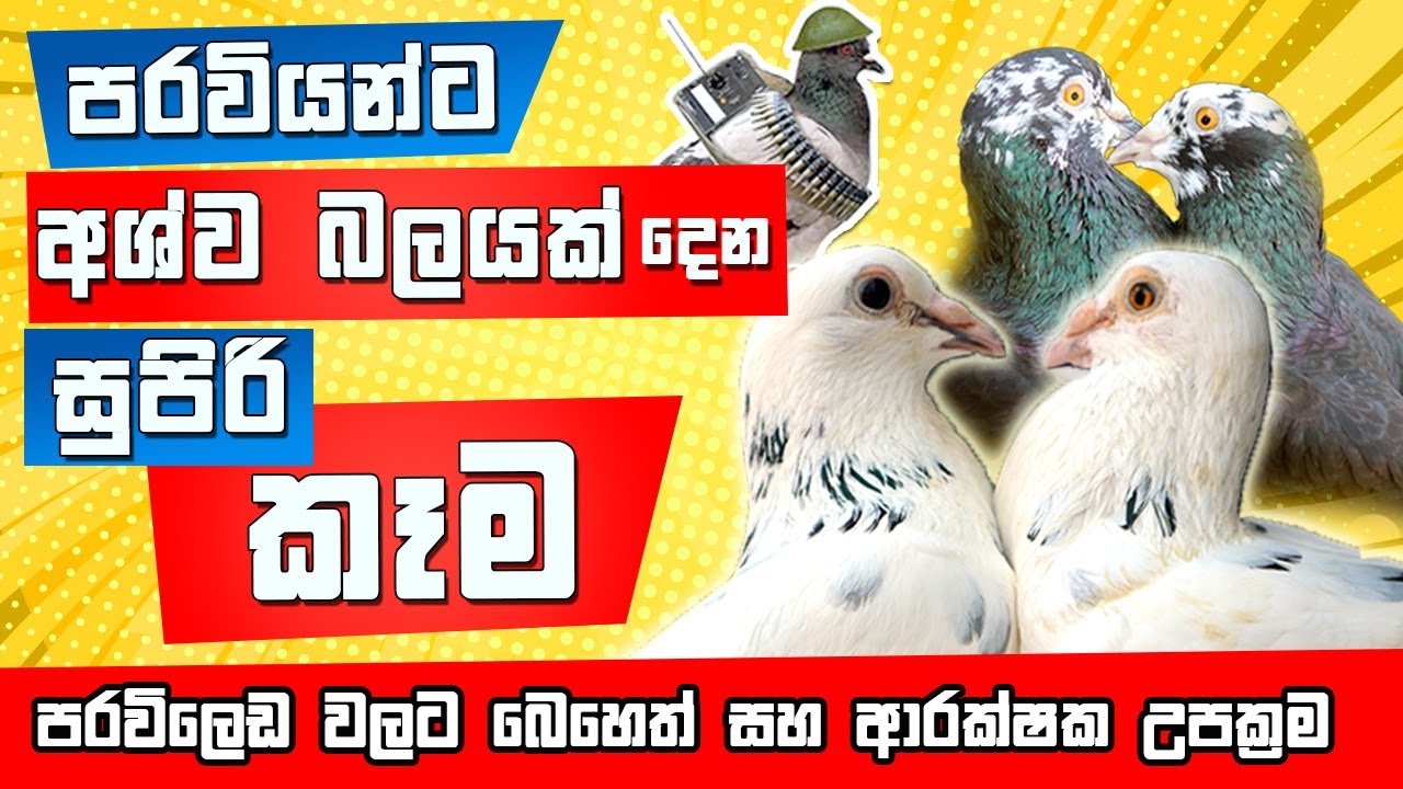 Best Sri Lankan pigeon Care Guide in Sinhala. පරවි රැක බලා ගන්නා ක්‍රම සහ බෙහෙත් වර්ග ගැන සිංහලෙන්.