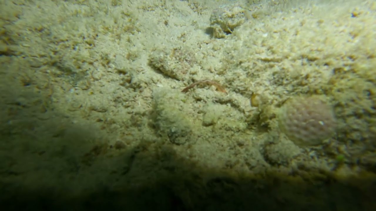 Night dive 1