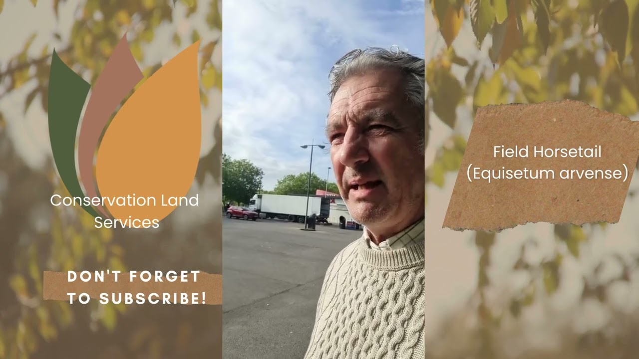 Field Horsetail Equisetum arvense Identification in the Summer UK