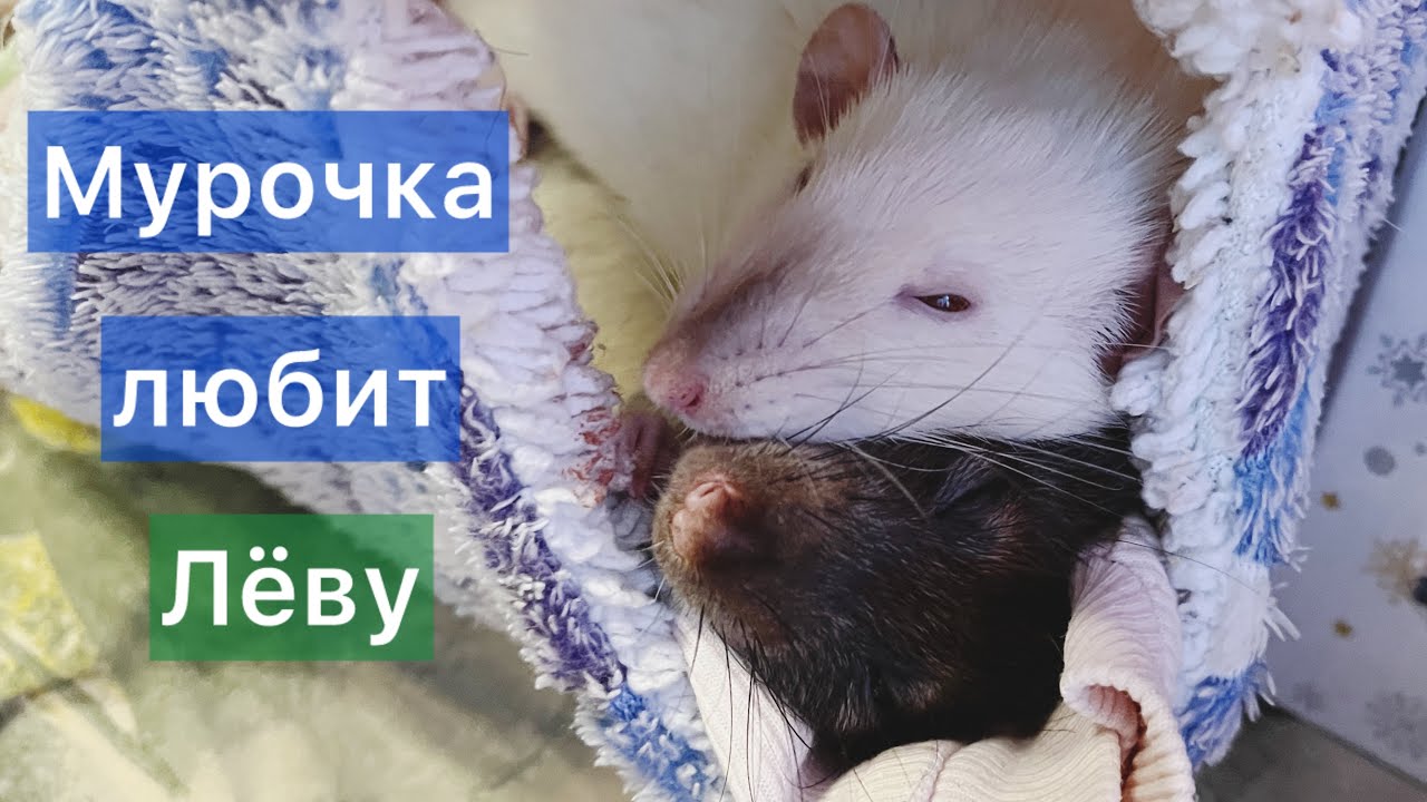 Мурочка очень любит Лёву. #cute #rats #крысы 