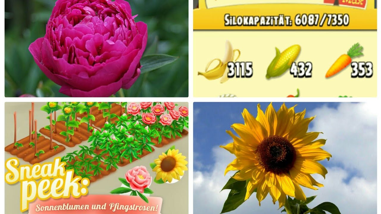 Hay Day - Bananenernte 3100 Bananen😅 - Silo voll + Update Sonnenblumen😍 - German