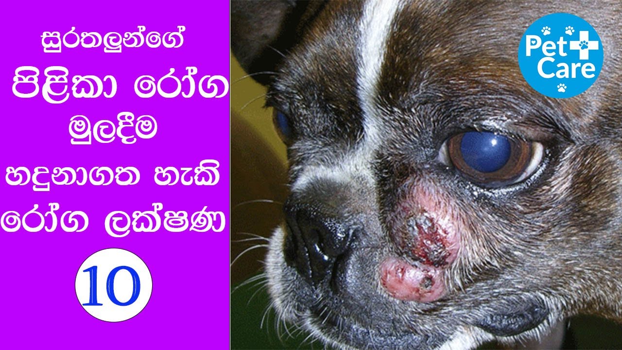 ඔබේ සුරතලාගේ මේ රෝග ලක්ෂණ තිබෙනවාද? පිලිකාවක් විය හැකියි. Most common  10 signs of Cancers in Pets